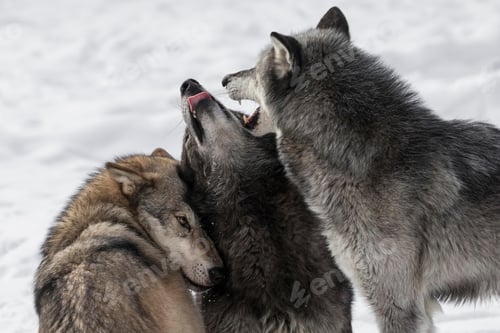 Preview: wolf, pack, togetherness, group, wilderness