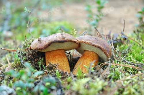 Preview: Two king boletus edulis