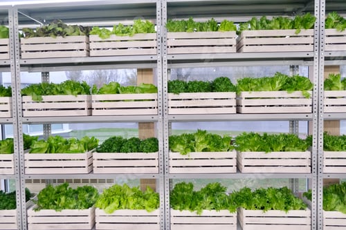 Preview: Salad. Healthy eating