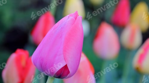 Preview: Brightly Colored Spring Tulips - Close Up Photograph Of Brightly Colored Tulips In An Outdoor