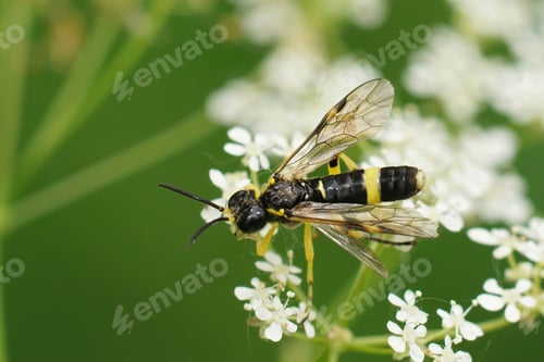 Preview: Closeup on a wasp mimicking sawlfy, Tenthredo temula sitting on cow parsley, Anthriscus sylvestris