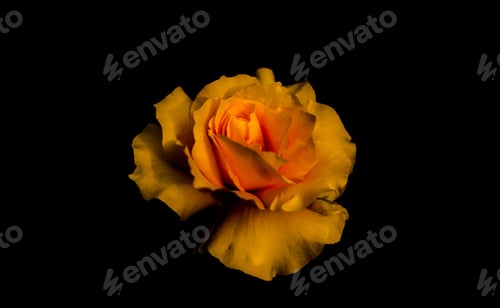 Preview: Yellow rose isolated on black background