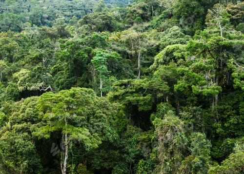 Preview: rainforest