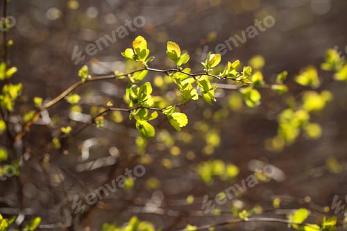 Preview: Different Plants Grow In The Park On A Sunny Day
