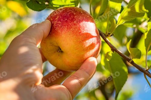 Preview: Mans hand delicately picking an fresh apple straight from tree