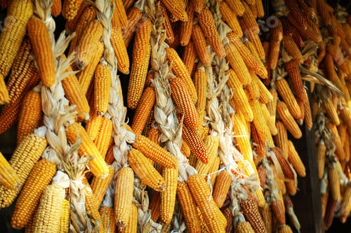 Preview: Many hanging dried corn cobs, selective focus