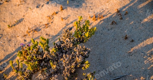Preview: Closeup shot of reeds and sand on the shore of Comporta, Portugal