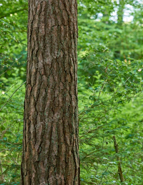 Preview: The forest in springtime