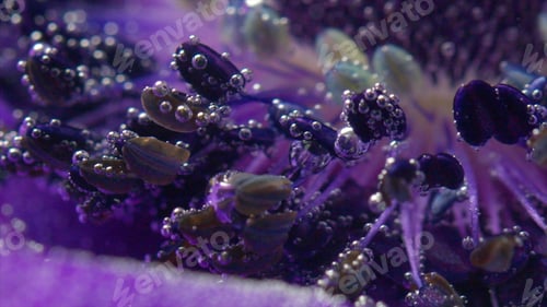 Preview: Close-up of bubbles on flower petals under water. Stock footage. Bright beautiful flower petals with