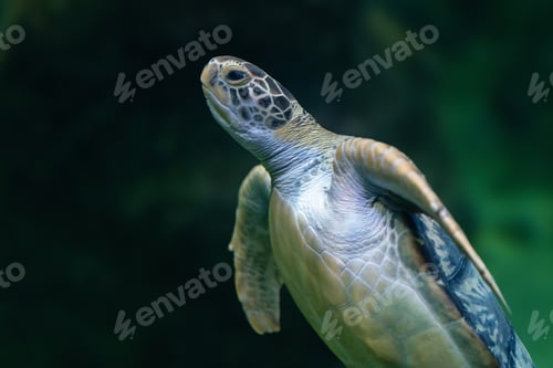 Preview: Green Sea Turtle (Chelonia mydas) underwater