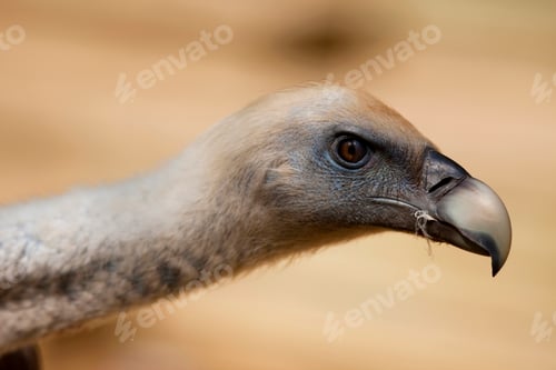 Preview: Vulture