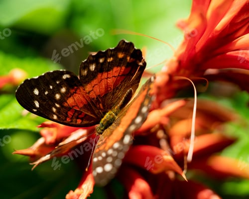 Preview: Close-up shot of a Anartia amathea butterfly perched atop a brightly colored flower