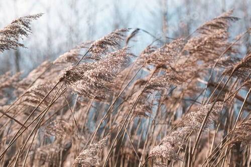 Preview: Golden reeds on the lake sway in the wind against the blue sky.