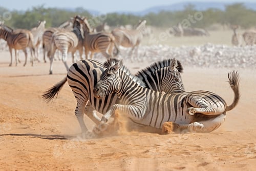 Preview: Two plains zebra stallions (Equus burchelli) fighting, Etosha National Park, Namibia