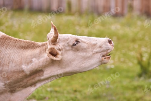 Preview: Side view of light brown cow in lush green pasture with wooden fence background