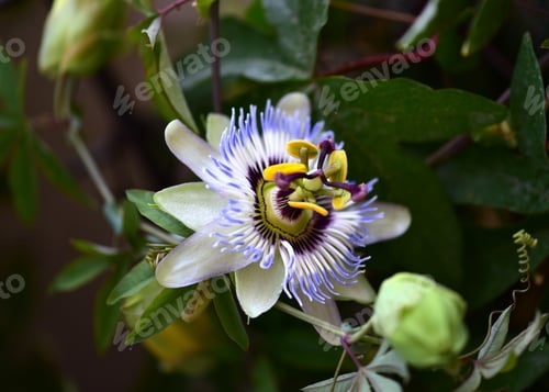 Preview: beautiful passion flower in the garden
