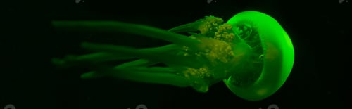 Preview: Panoramic shot of jellyfish in green neon light on black background