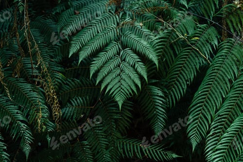 Preview: dark leaves in the forest foliage background in nature
