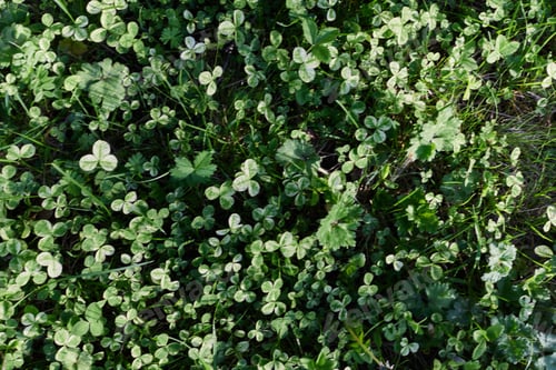 Preview: Close-up view of summer green lawn grass, microclover in sunlight