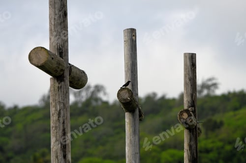 Preview: Three wooden crosses poles and a blackbird perched on the middle one against green leaved plants