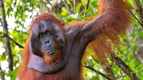Preview: Orangutan, Tanjung Puting National Park, Borneo