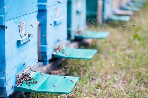 Preview: Blue Hive Boxes in Apiary