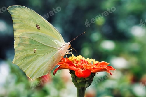 Preview: Butterflies and moths gracefully pollinate flowers