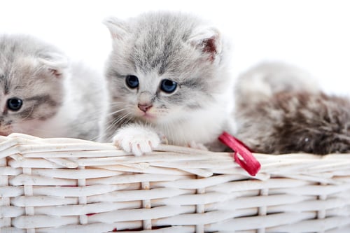 Preview: Small grey fluffy adorable kitten being curious and looking to the side while others playing