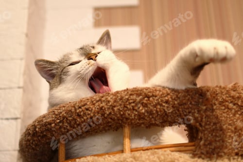 Preview: Sleepy Tabby Cat is Yawning on a Cozy Soft Cat Tree, Ready for a Nap. Domestic Feline Relaxation.