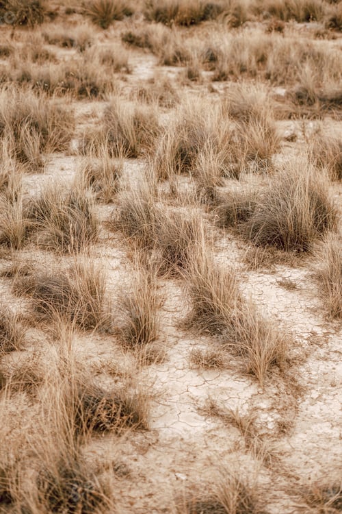 Preview: Desert plants growing on dry soil