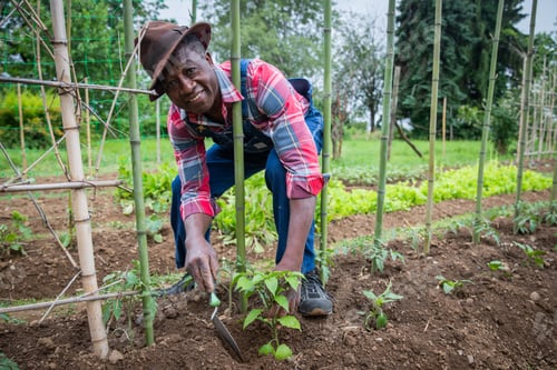 Preview: African farmer plants a tomato plant in his field, care of plants in the fields.