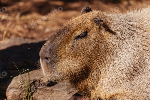 Vorschau: Capybara in einem Zoo in Australien