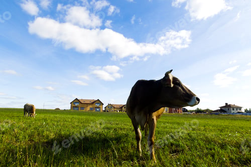 Preview: Cows graze on a meadow in the sunny day