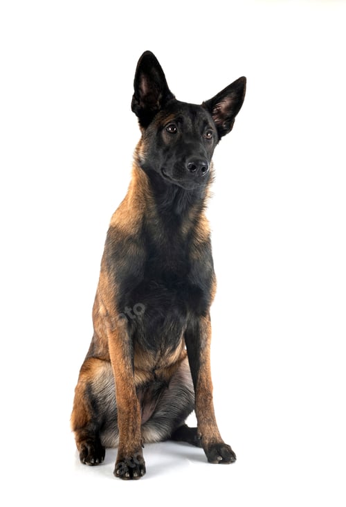 Preview: puppy malinois in studio