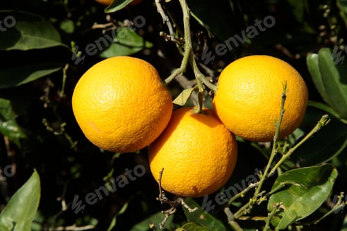 Preview: Orange Grove