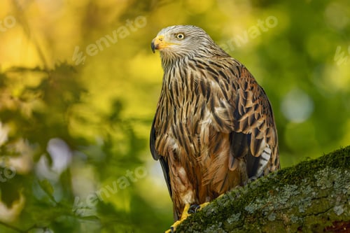 Preview: Hawk perched on a tree branch