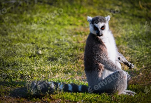 Preview: Cute adult lemur sitting on green grass in Izmir Wild nature park, Turkey.