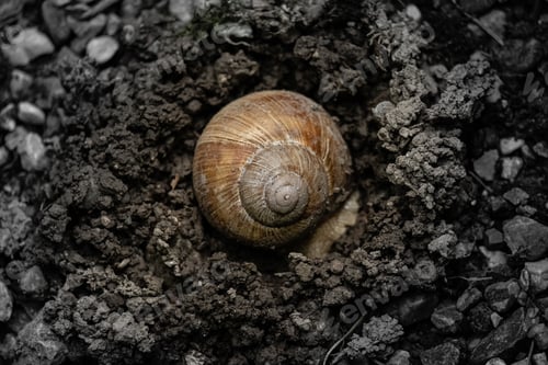 Preview: Closeup of a snail shell on the ground surrounded by small rocks under the sunlight