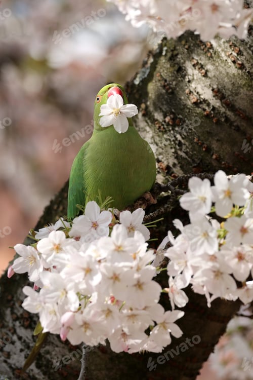 Preview: view of green parakeet (Psittacula krameri) perching on blooming tree