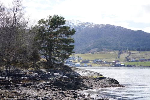 Preview: Pine tree at the shore near Torvikbukt, Norway