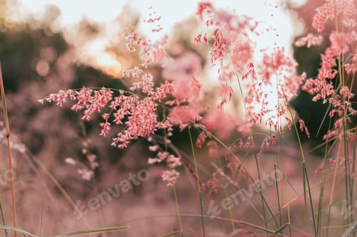 Preview: Beautiful pink grass flower in the field with sunset, Nature soft light blur filter and vintage tone