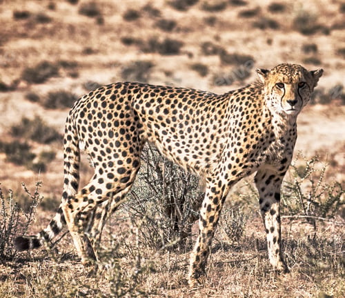 Preview: A Beautiful wildlife in the World