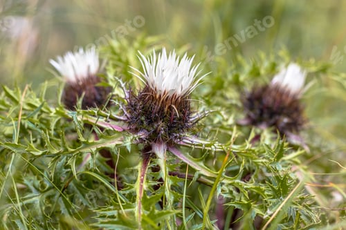Preview: Silver thistle flowers
