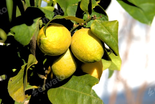 Preview: Closeup of a lemon tree with green leaves during daylight