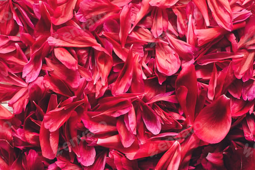 Preview: lovely red peonies petals bunch on rustic white wooden background