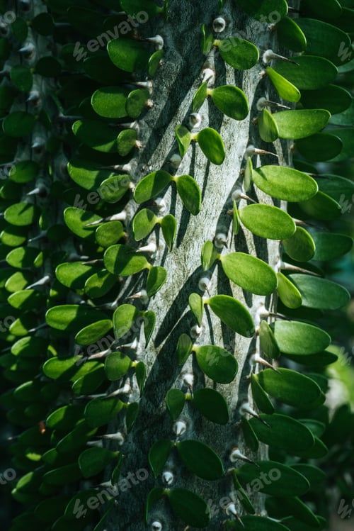 Preview: close up of green pachypodium cactus texture