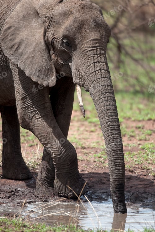 Preview: African elephant drinking, Serengeti National Park, Serengeti, Tanzania, Africa