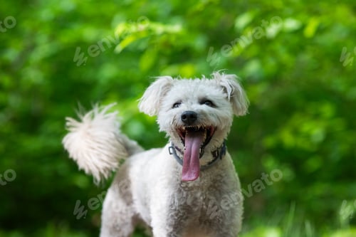 Preview: cute little pumi dog enjoying the outdoors