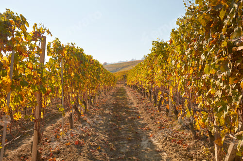 Preview: Path in the vineyard in autumn with yellow leaves in a sunny day