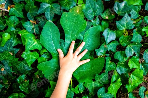 Preview: Child's hand on a big green leaf, with natural green leaves background, ecology concept.